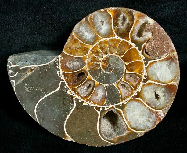 Cut & Polished Desmoceras Ammonite (Half) - #5395